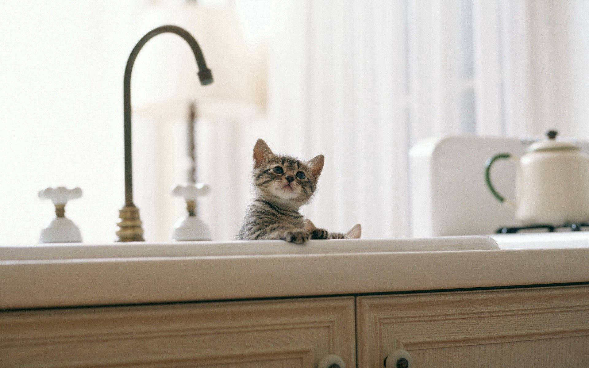 A kitten finds comfort in the bathroom sink Wallpaper