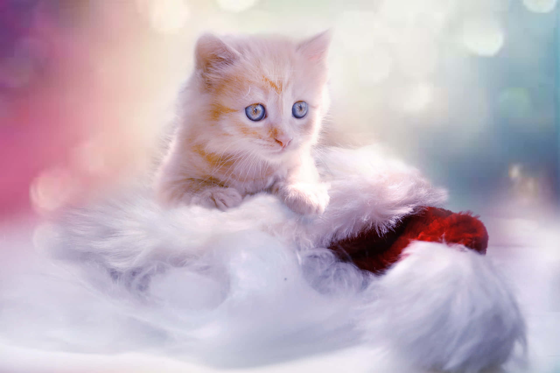 En kat sidder i et julehue