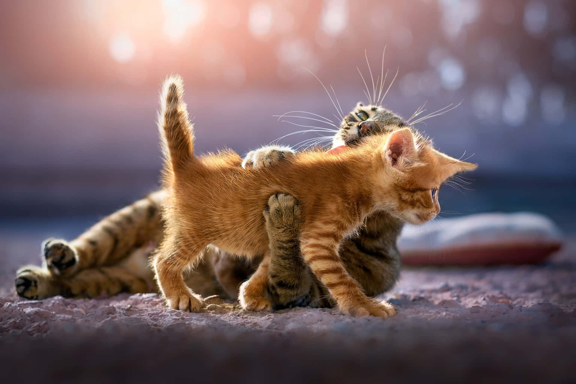 Einekatze Spielt Mit Einer Anderen Katze Auf Dem Boden.
