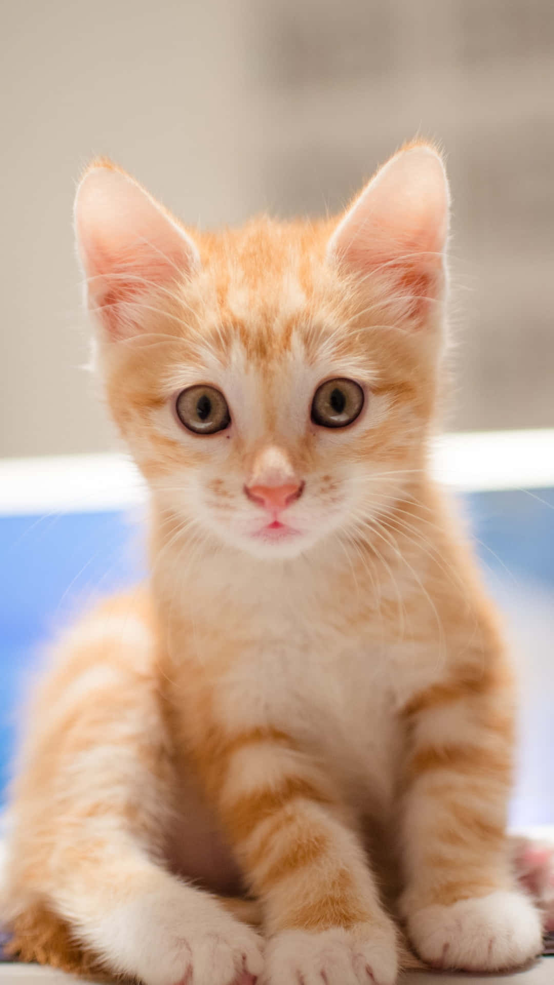 Denne søde lille Kitten Kat vil putte sig vej ind i dit hjerte.