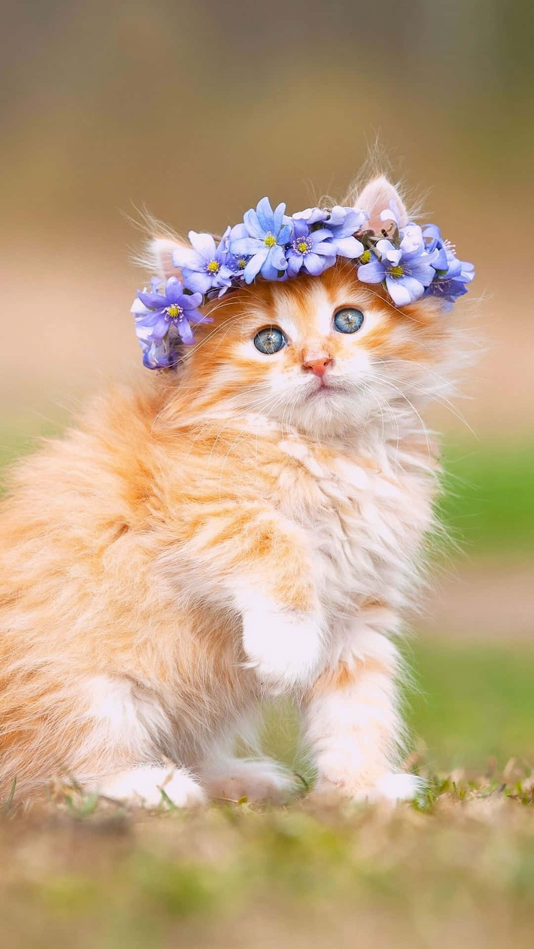 This cute little Kitten Cat will melt your heart!