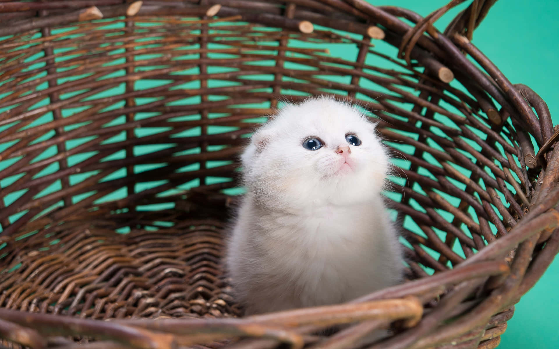 A beautiful fluffy kitten cat cuddles up for some playtime.