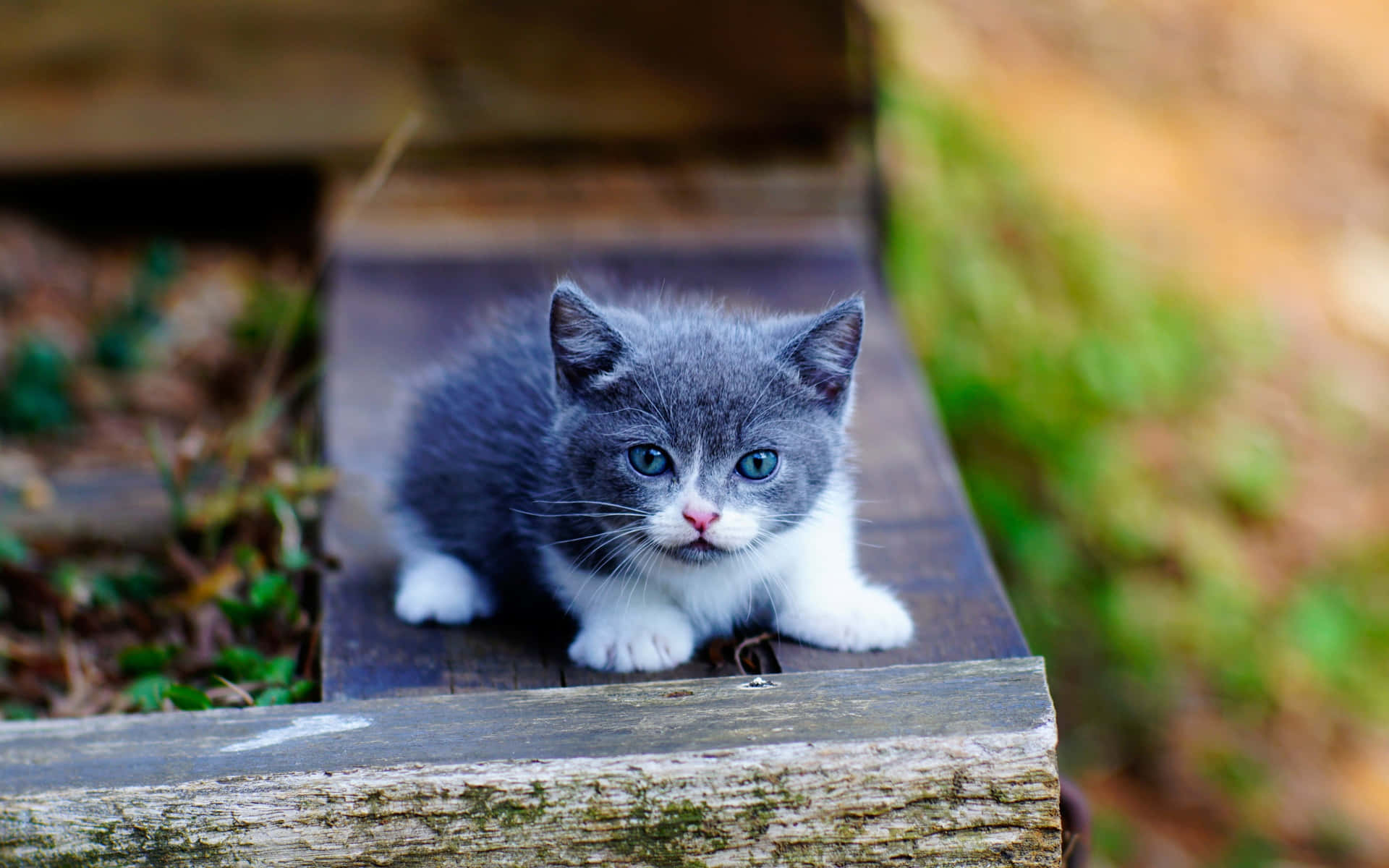 A Gray And White Kitten Is Sitting On A Wooden Bench