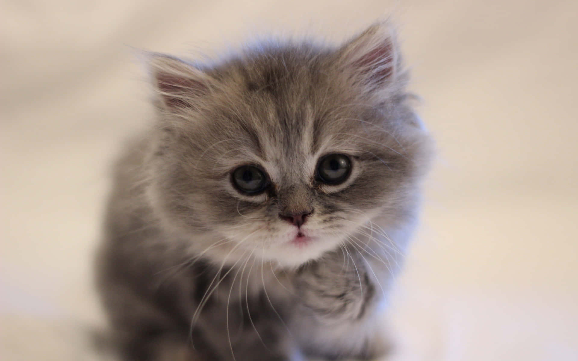 Image  "Cute Kitten Cat Enjoying Petting!"