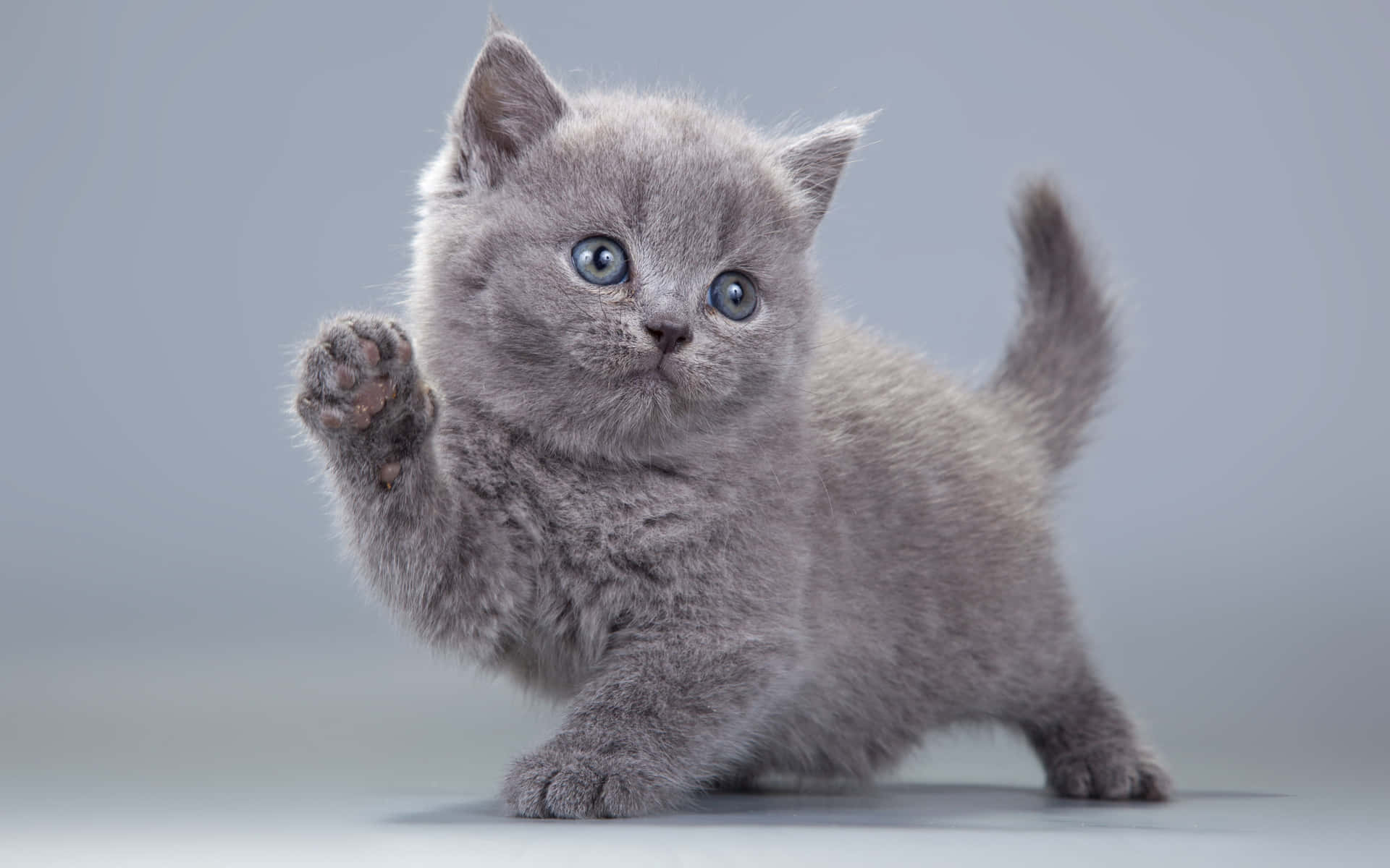 Kitten Kat med Fluffy Ører og Store Øjne