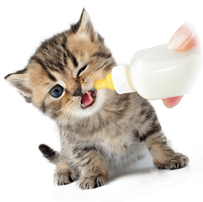 Kitten Drinking Milk From Bottle PNG