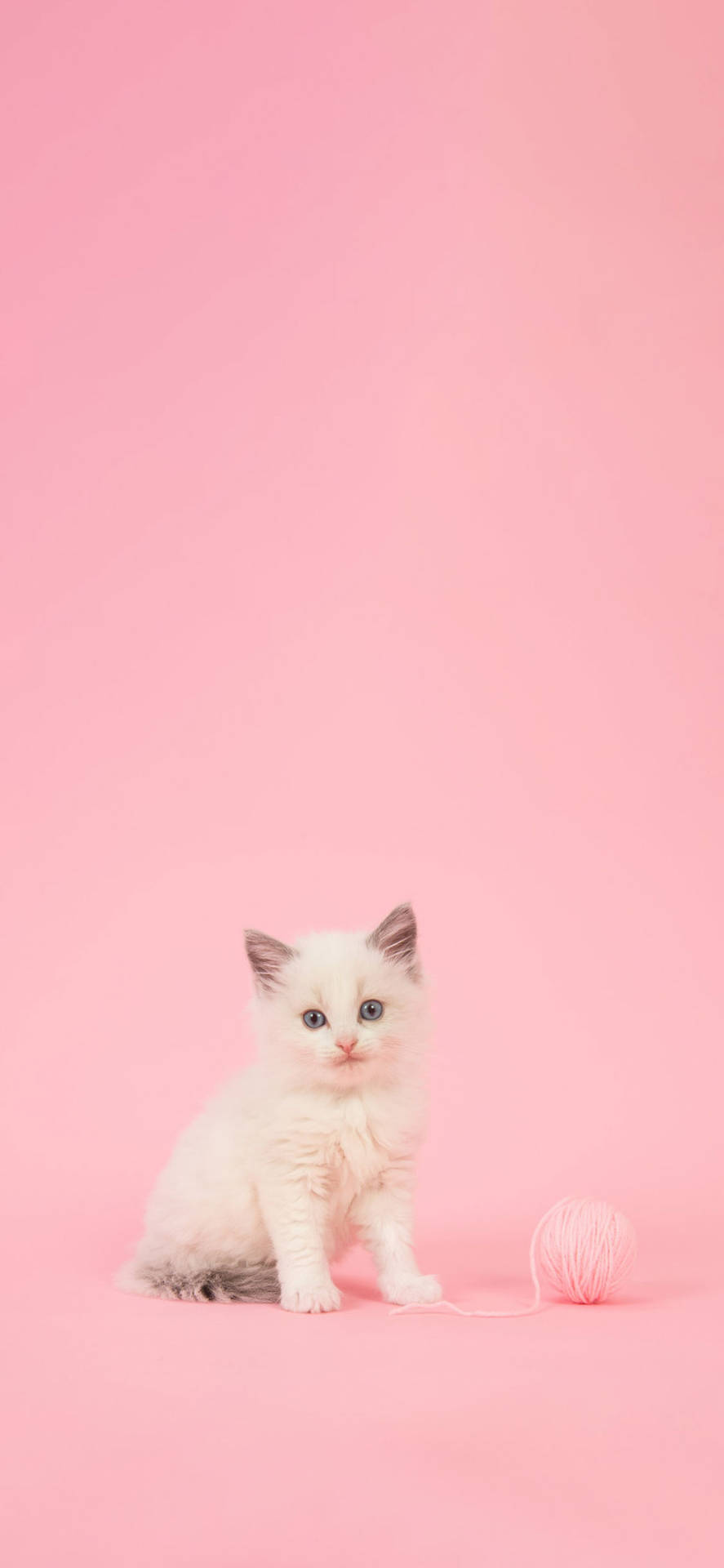 Kitten Girly Iphone