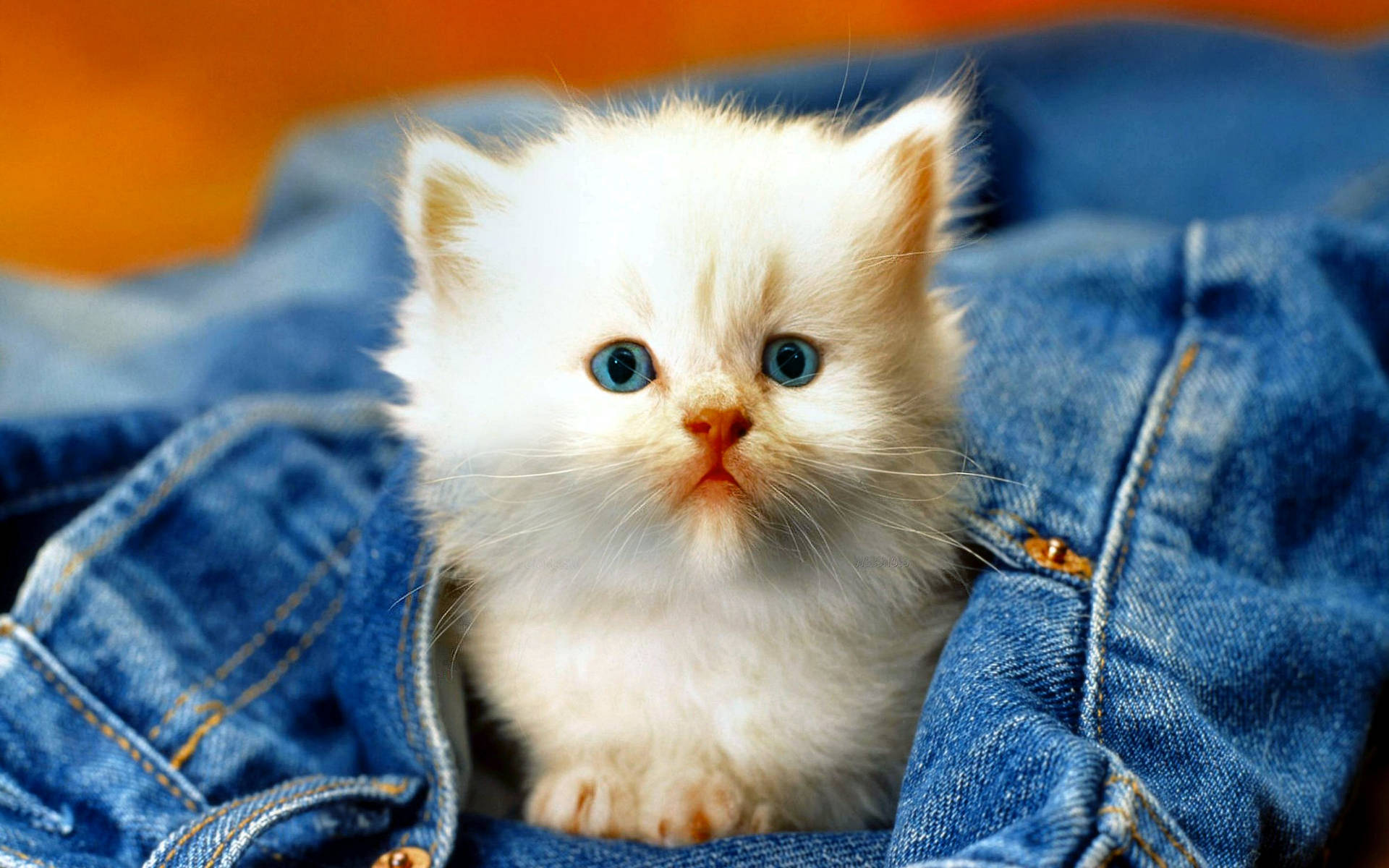 Kitten In Jeans Pocket Wallpaper