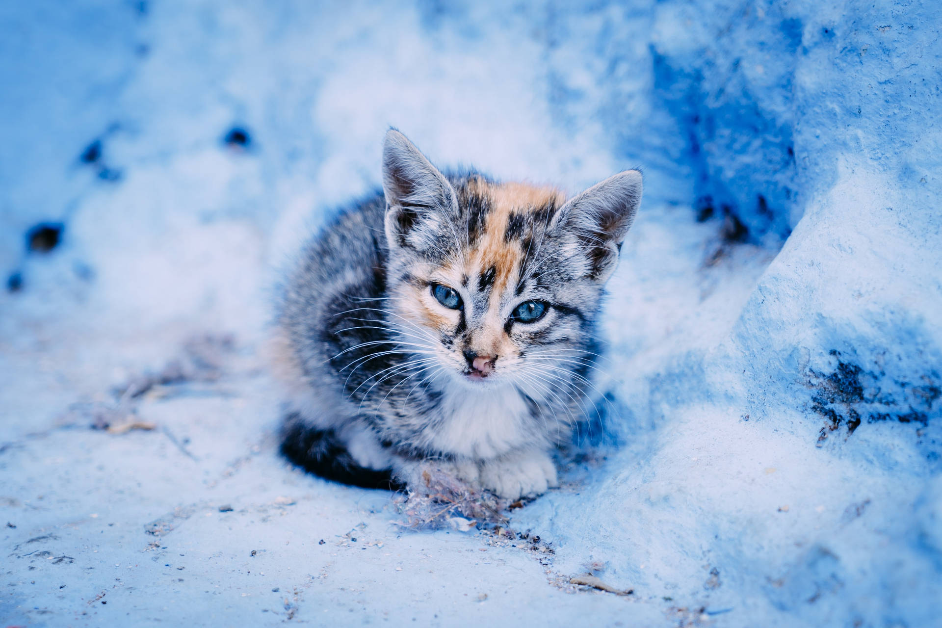 Kitten In Snowfield Wallpaper