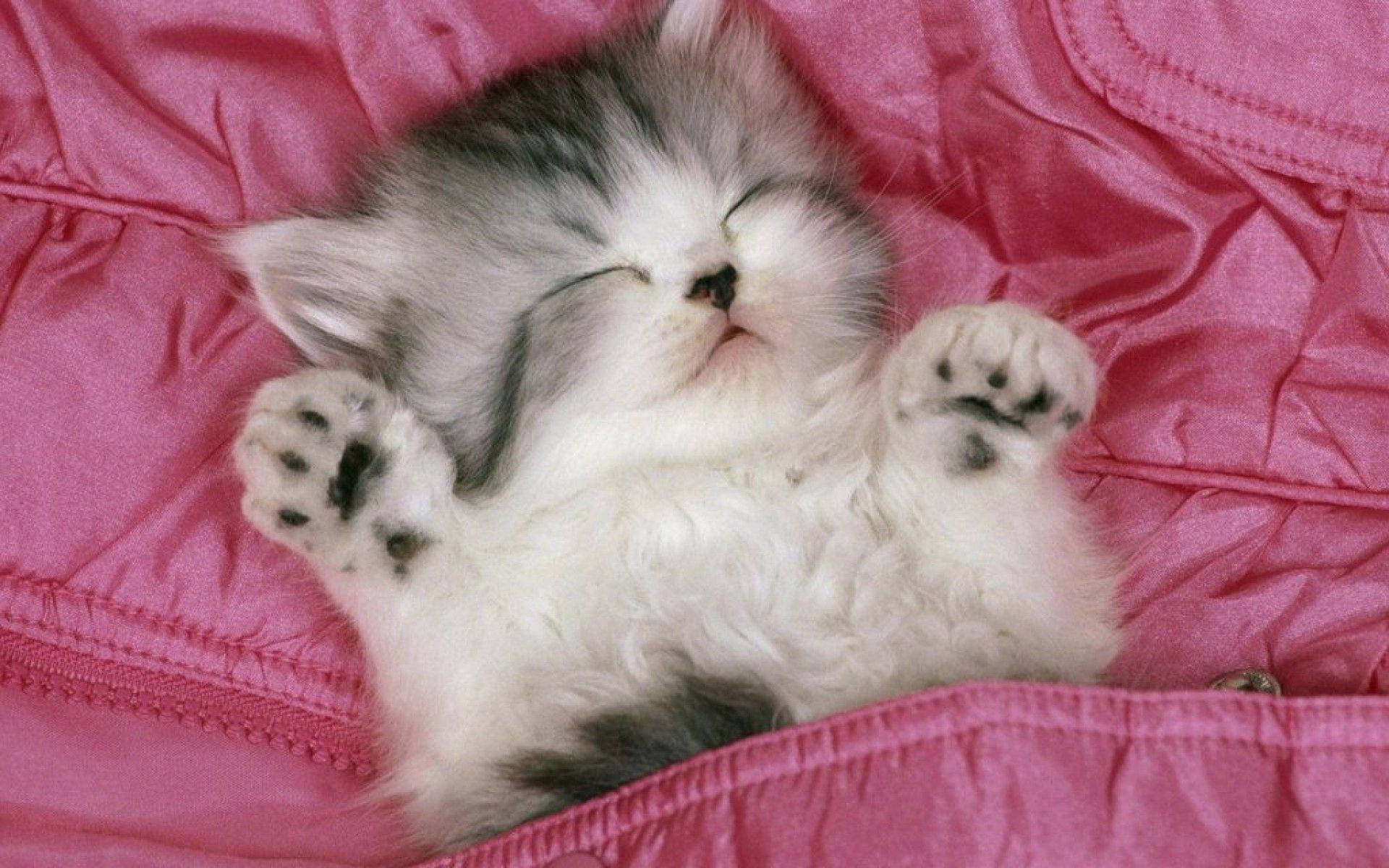 Kätzchenauf Einem Rosa Bett Wallpaper