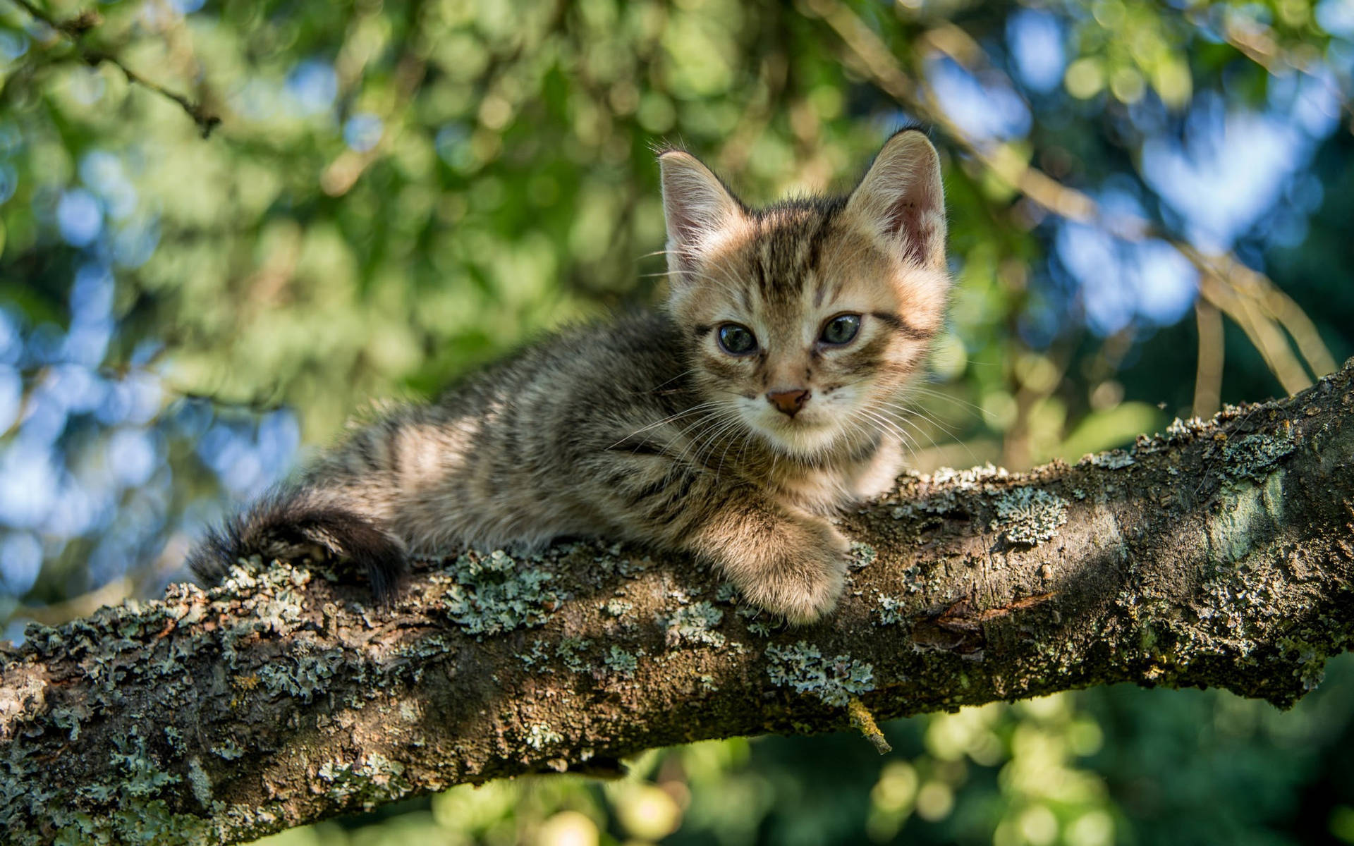 Kitten On A Tree Branch Wallpaper