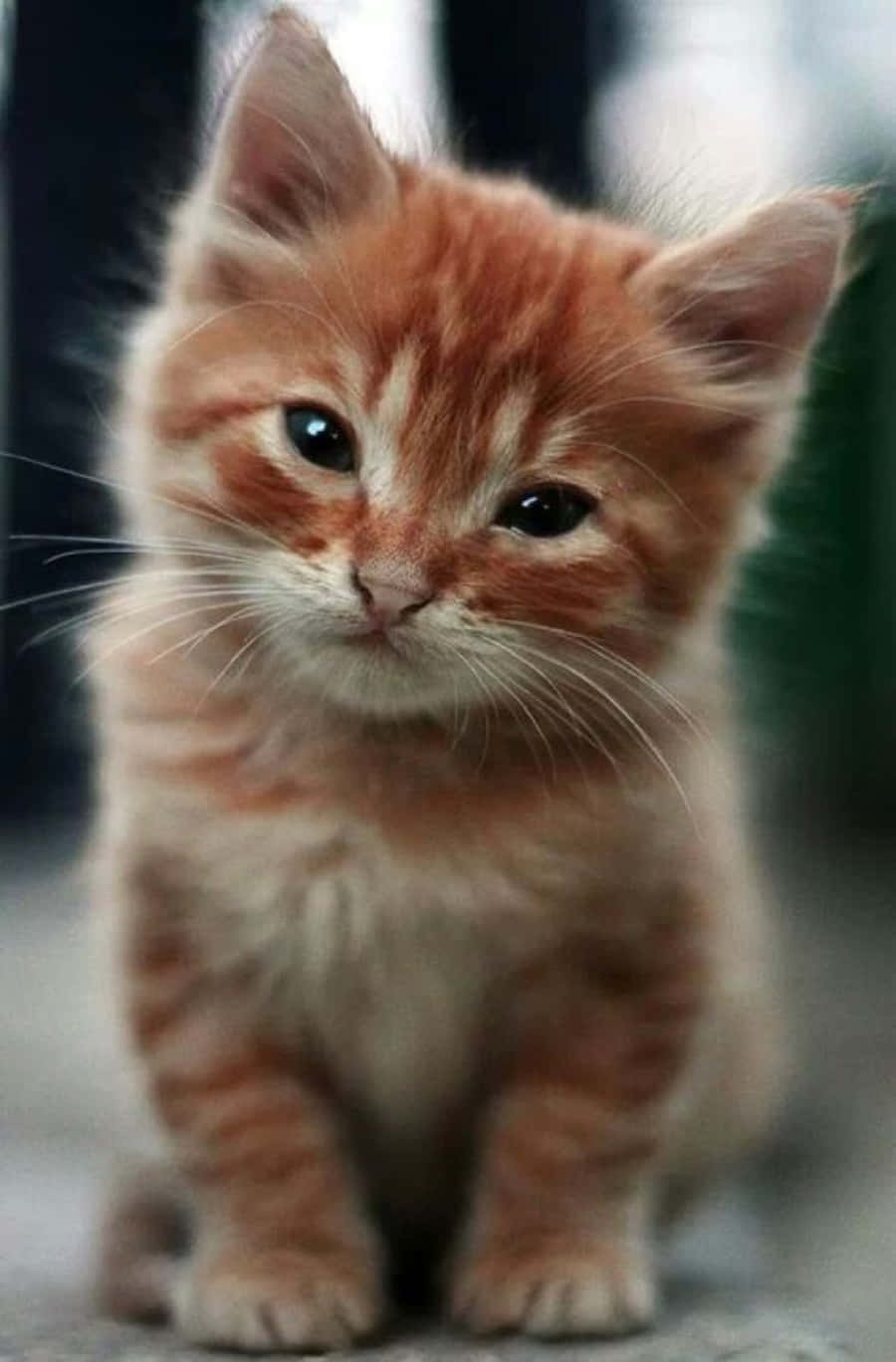 Красивый рыжий котенок