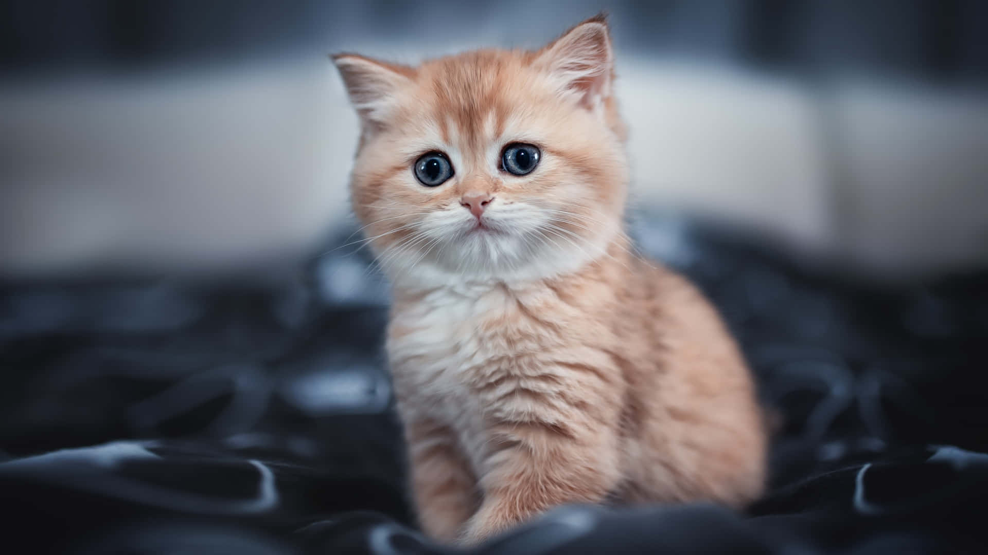 Gattosorridente - Immagine Profilo Gatto Carino Sfondo