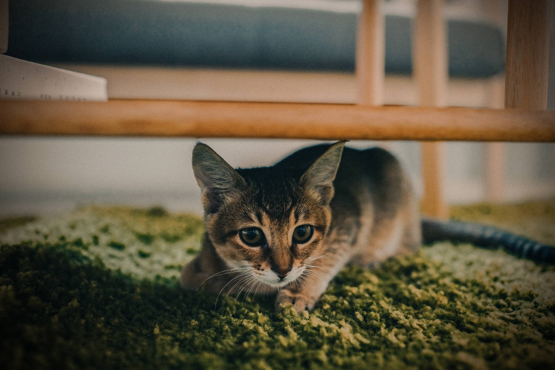 Kitten Under Wooden Furniture Wallpaper