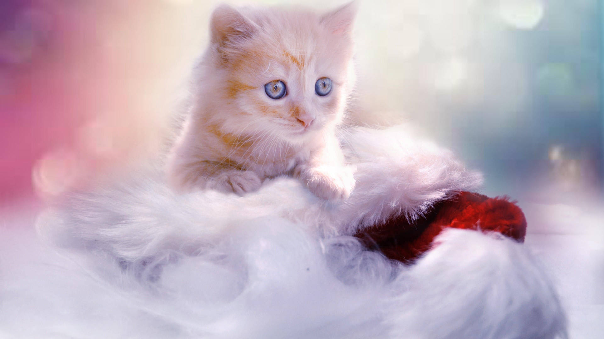 Free Cute Kittens Photos and Vectors