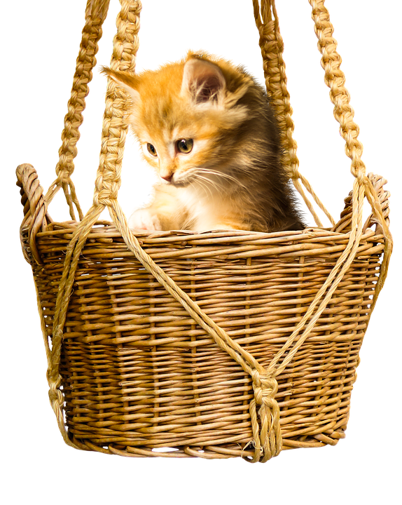 Kittenin Wicker Basket PNG