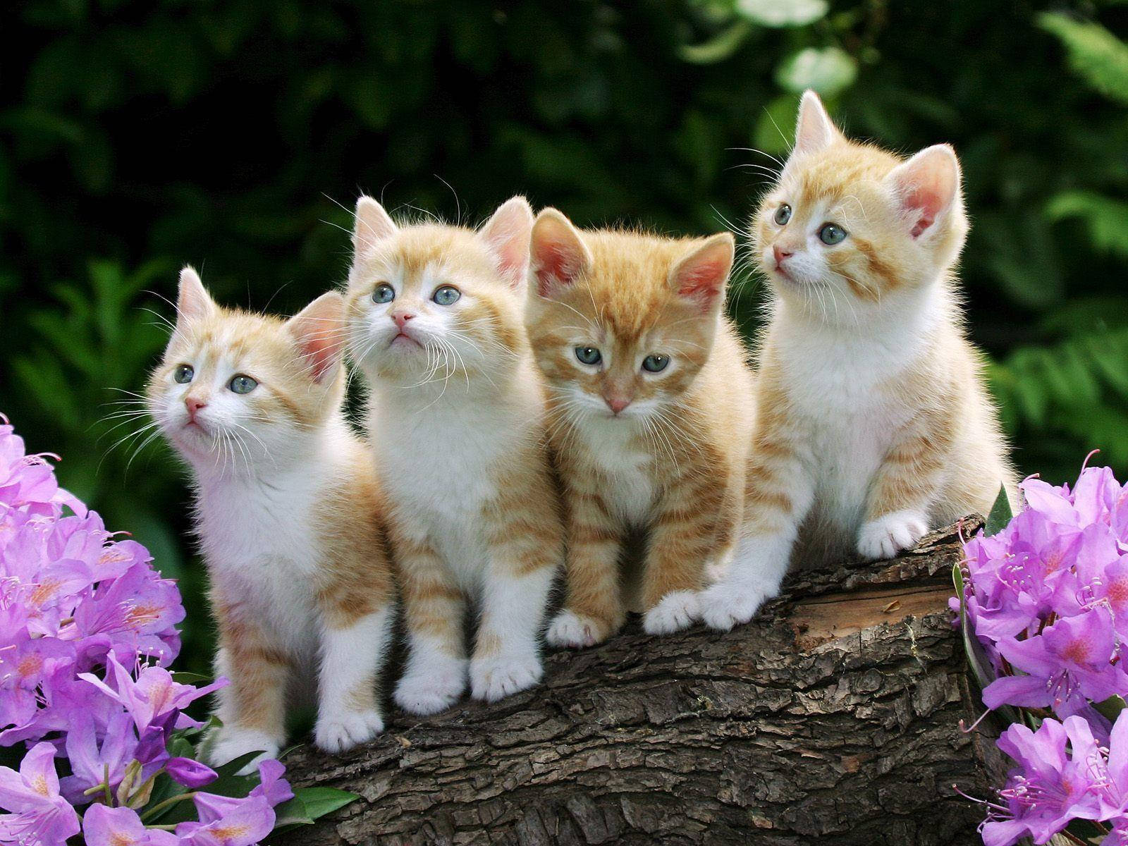 Download Kittens Cute Cat Love Wallpaper | Wallpapers.Com