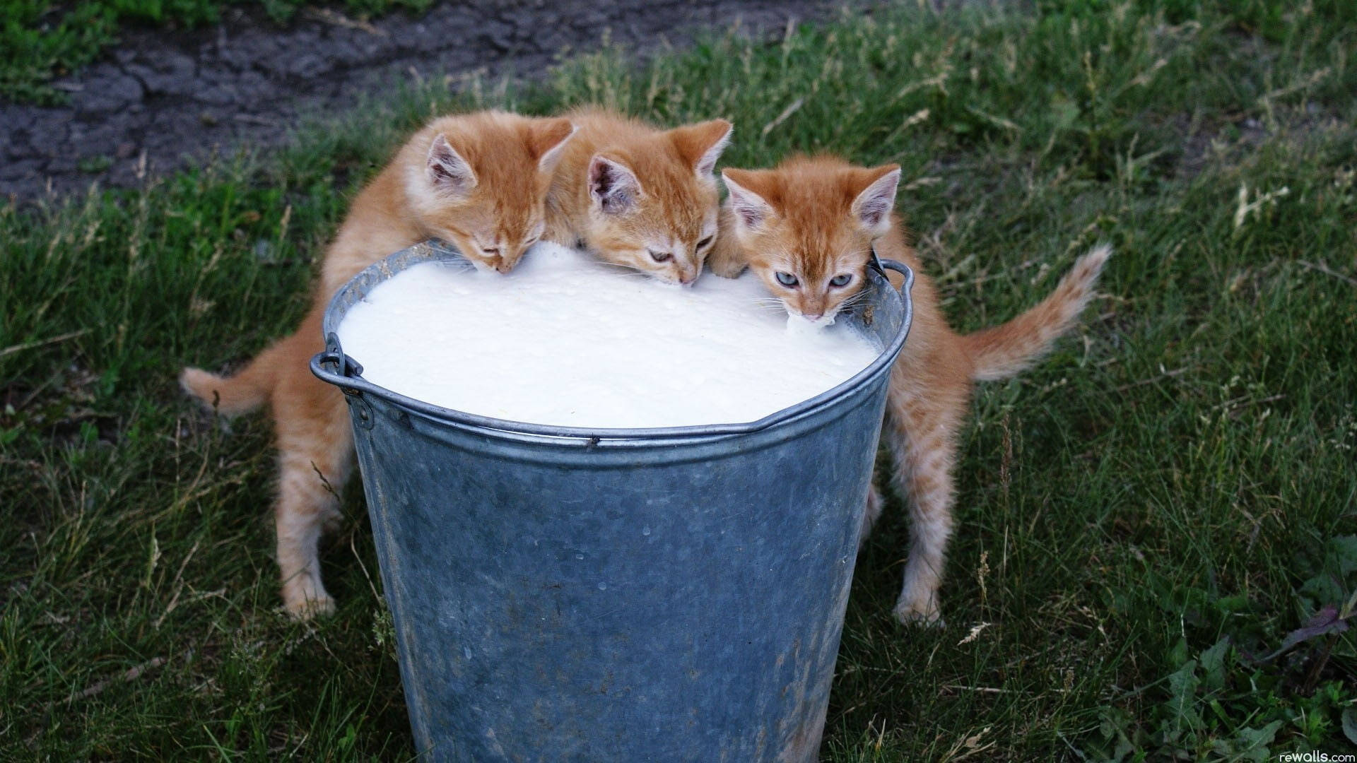 Kittens Drinking Milk From Bucket.jpg Wallpaper