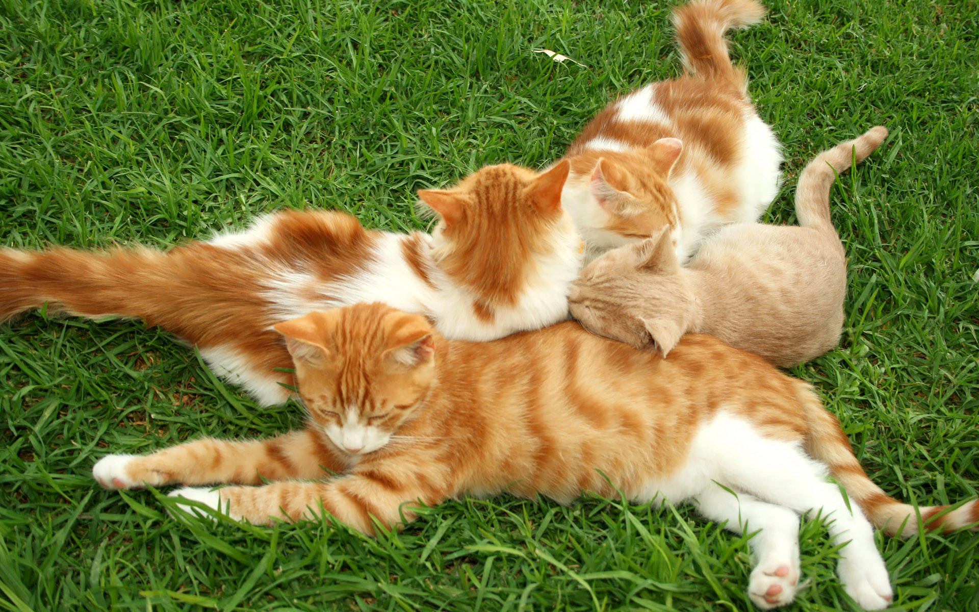 Kittens On The Grass Wallpaper