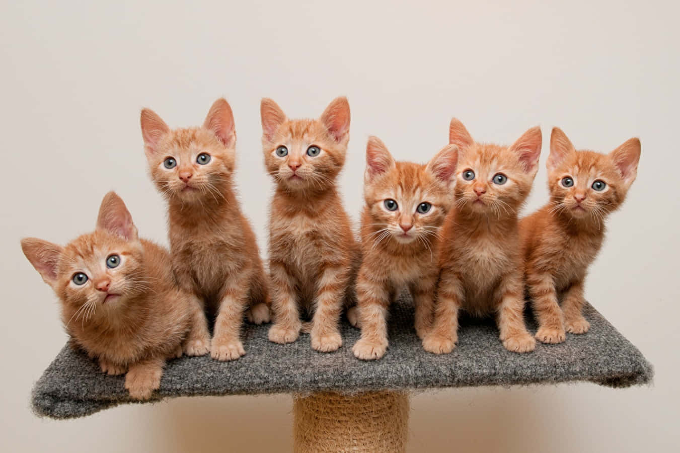 Six Orange Kittens Picture