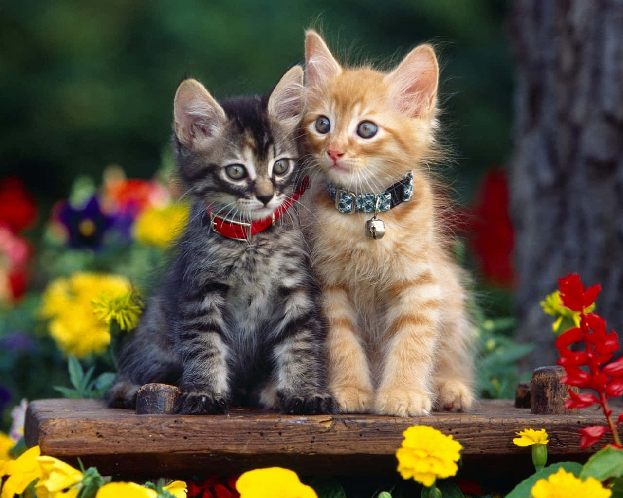 Two Kittens With Collars Picture