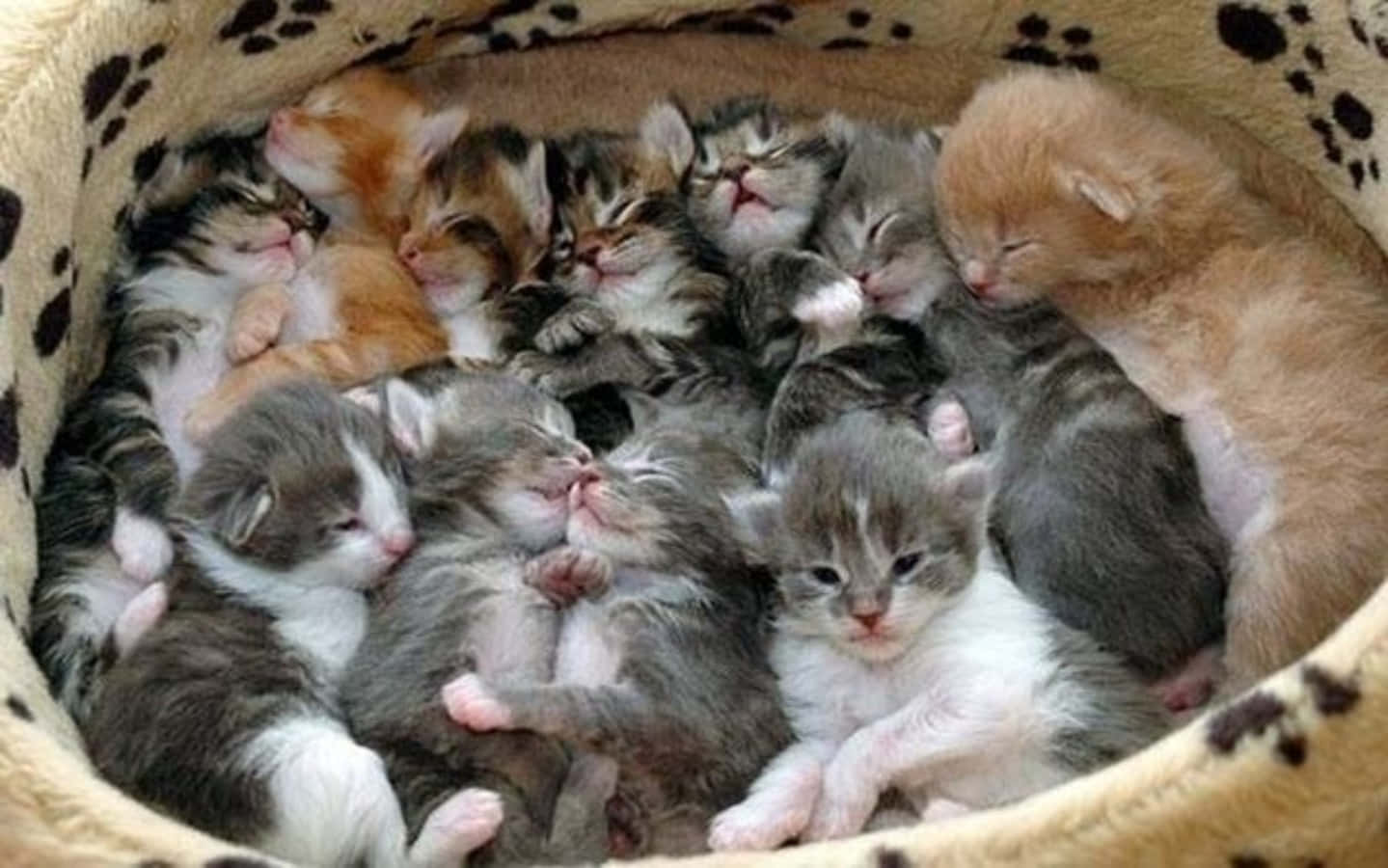 Сколько котят у рыжей кошки