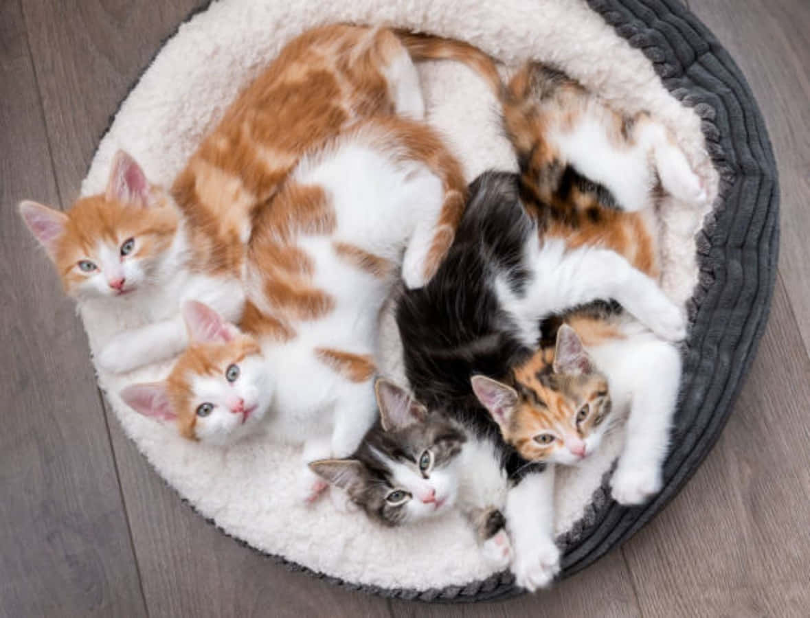 Look At These Adorable Little Kittens!