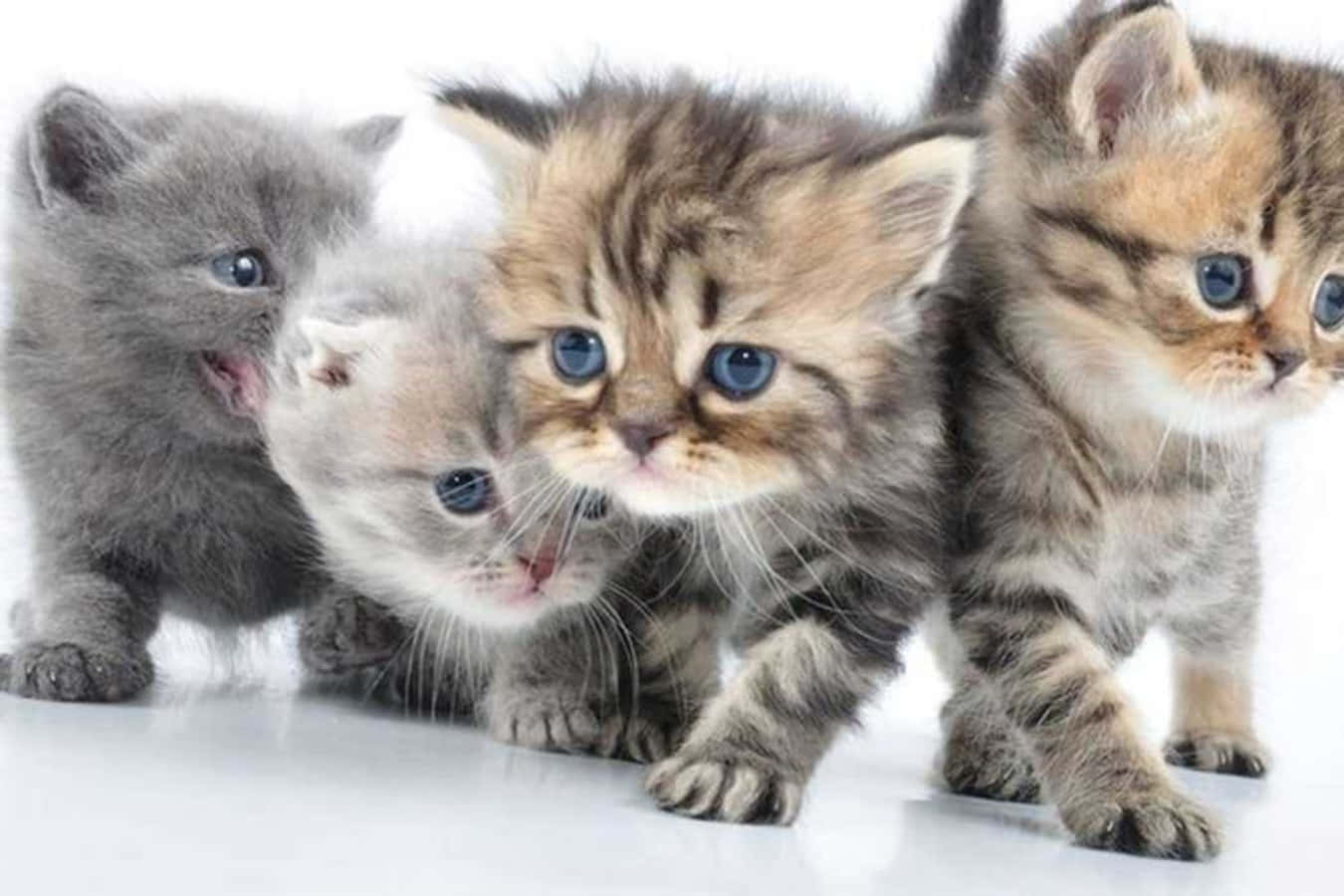 Four Kittens Photoshoot Picture
