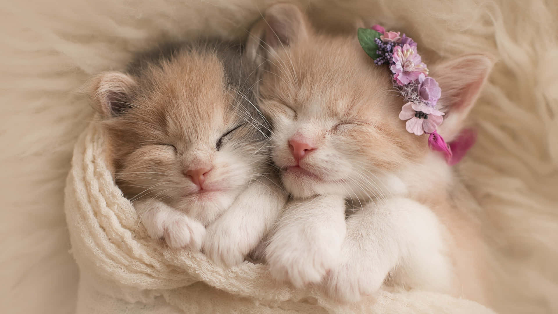 Adorable Litter Of Kittens Cuddling Up For A Nap.