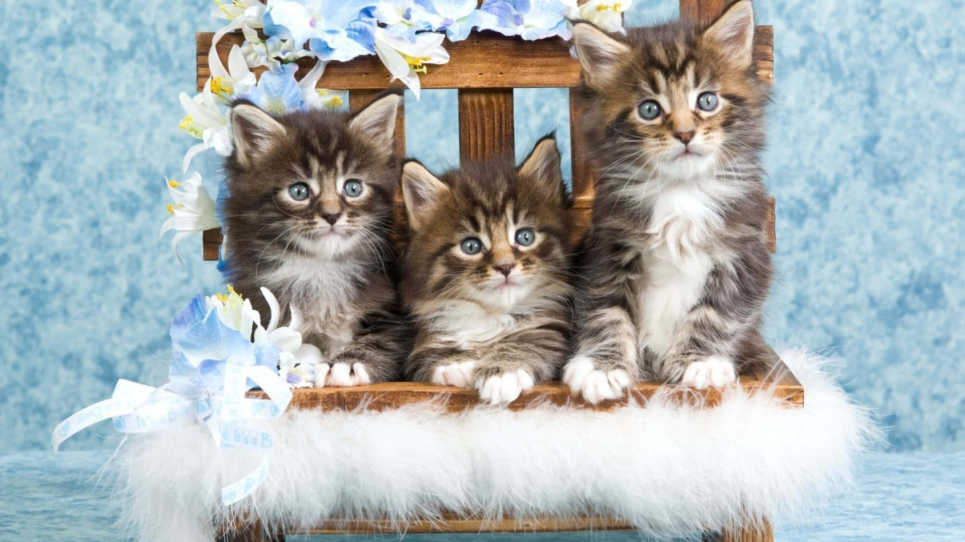 Three British Shorthair Kittens Photoshoot Picture