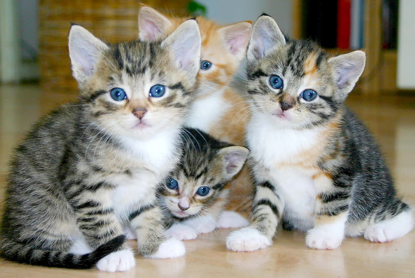 Dreikleine Kätzchen, Alle Kuscheln Eng Zusammen.