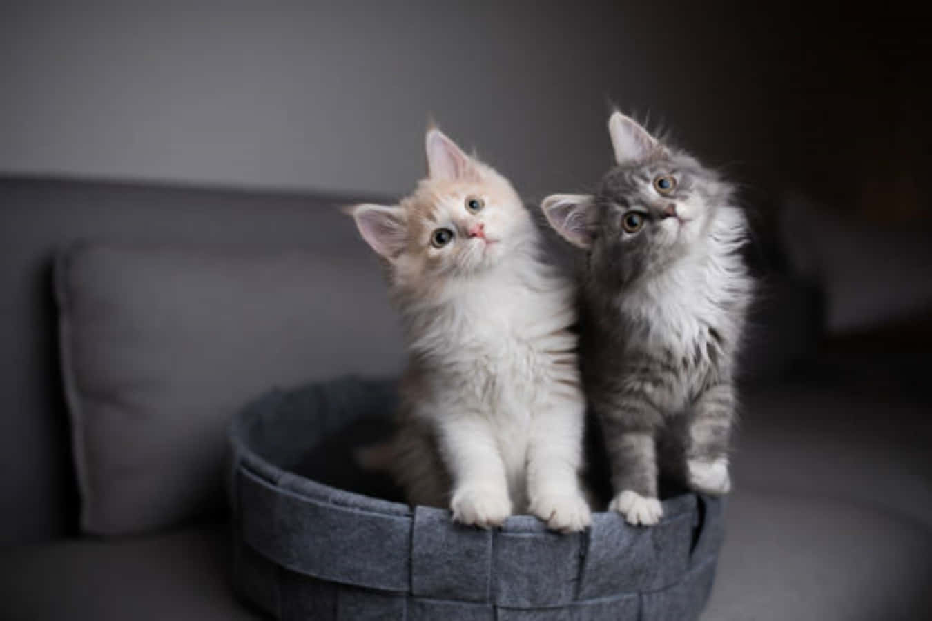 Two Kittens Gray Basket Picture