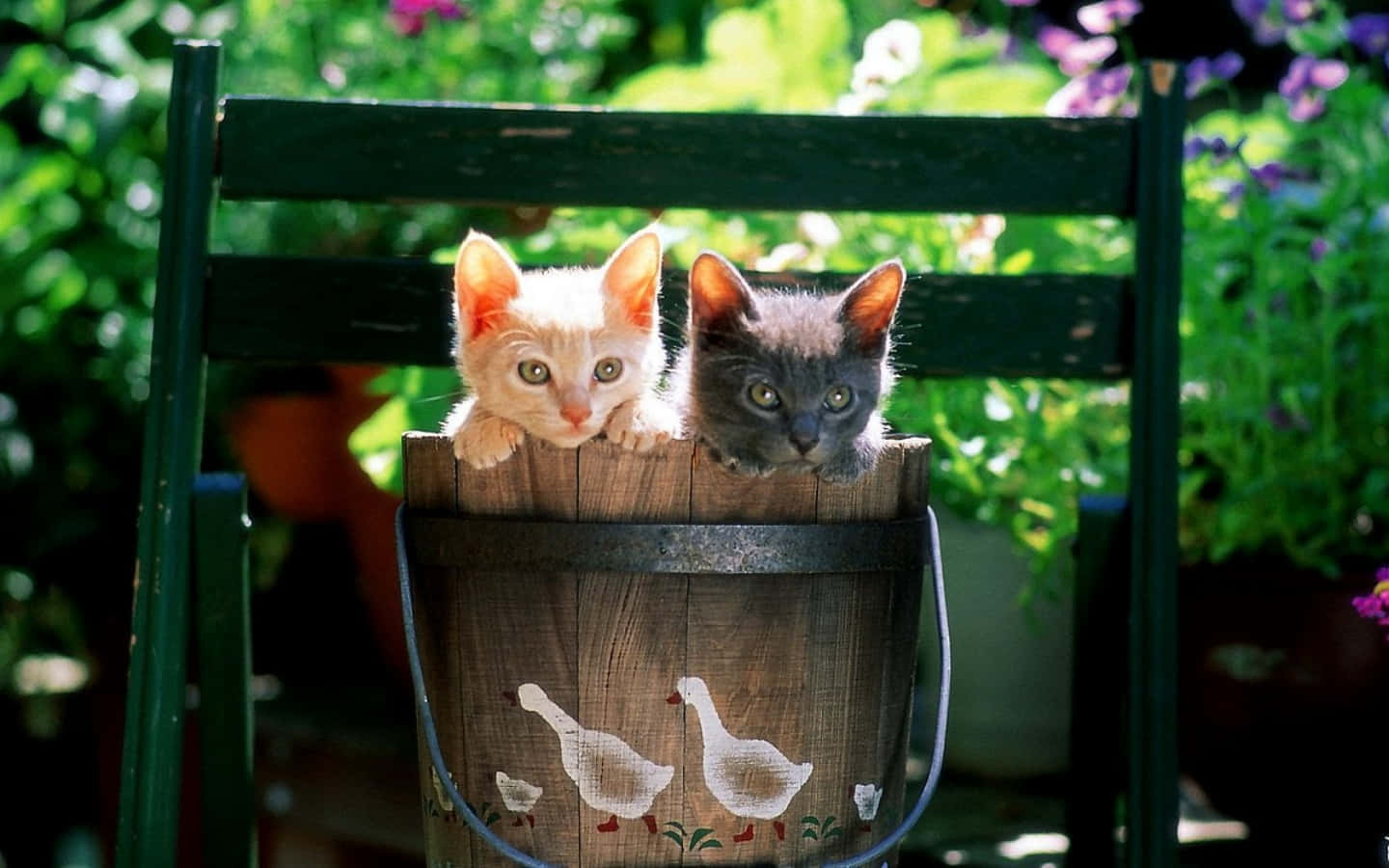 Katte Inde i et Træskeje Billede