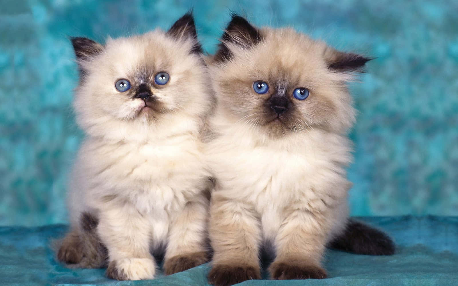Who Can Resist The Allure Of These Playful Kittens?