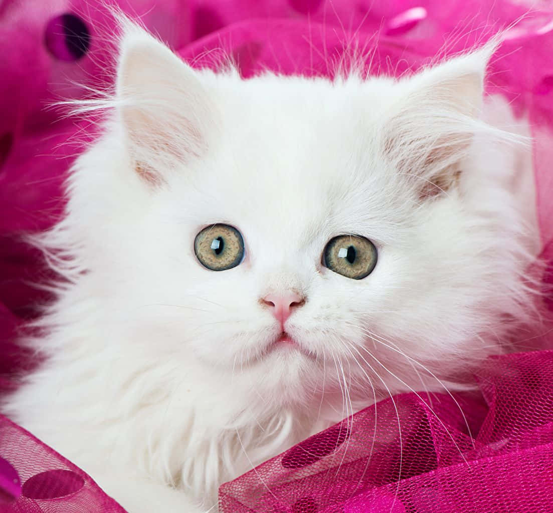 Cute as a Kitty Cat!