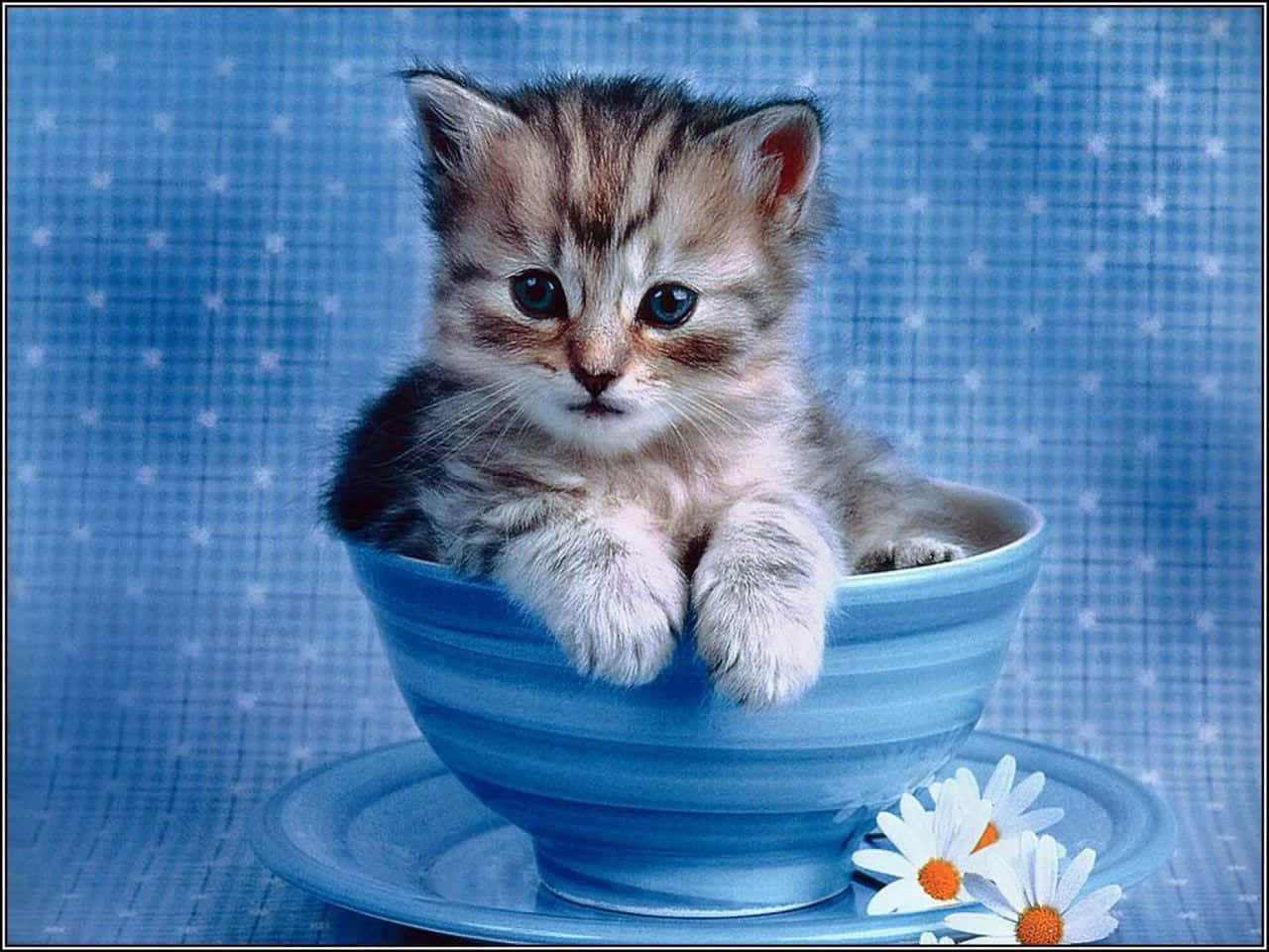 CUTE CAT, cool cat, pretty cat, doja cat, catty cat - Cute Cat - Sticker