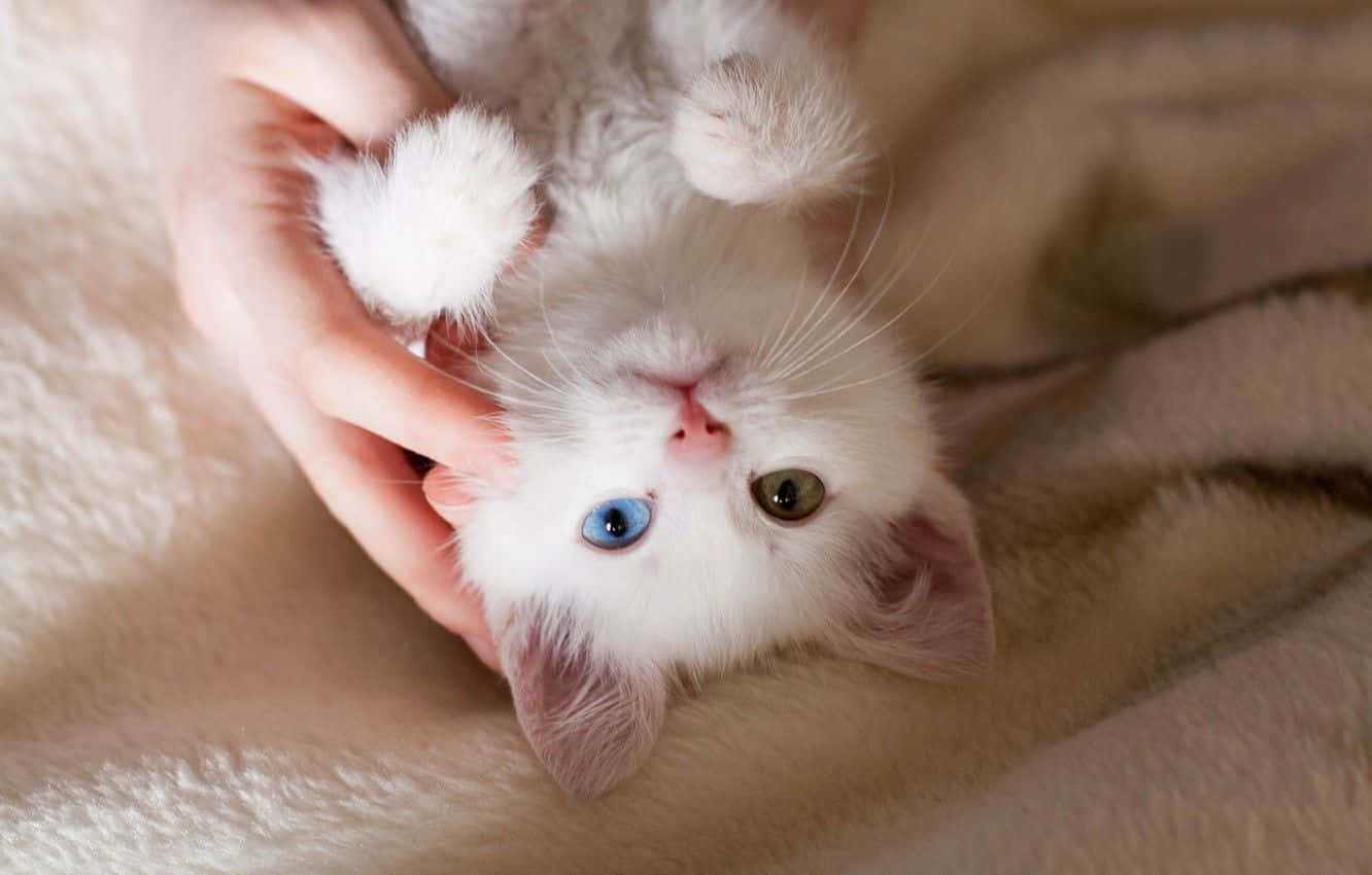 A White Kitten Is Being Held By Someone's Hand