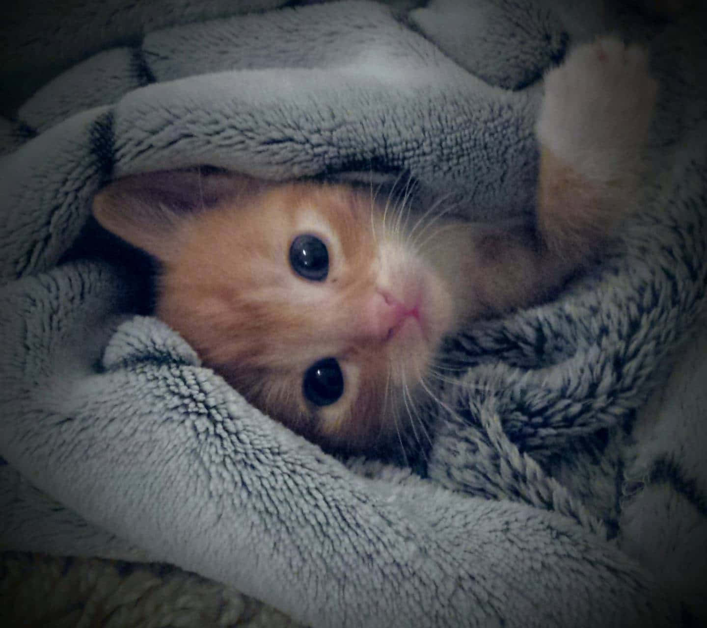 A Kitten Is Laying Under A Blanket