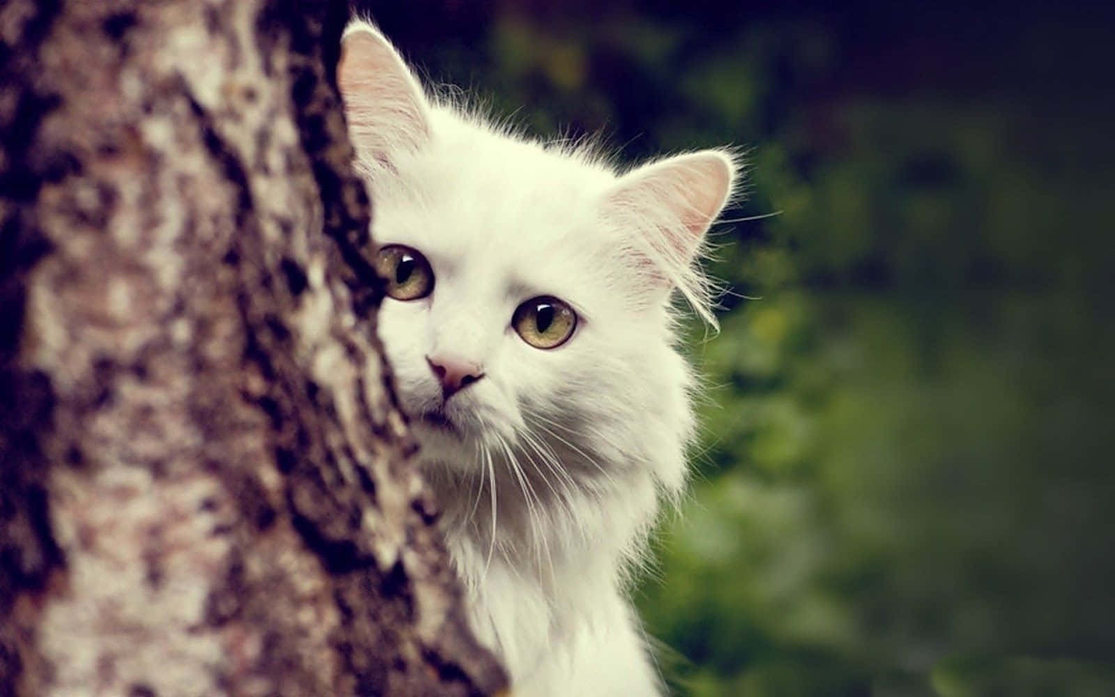 This kitty cat is looking for adventure!