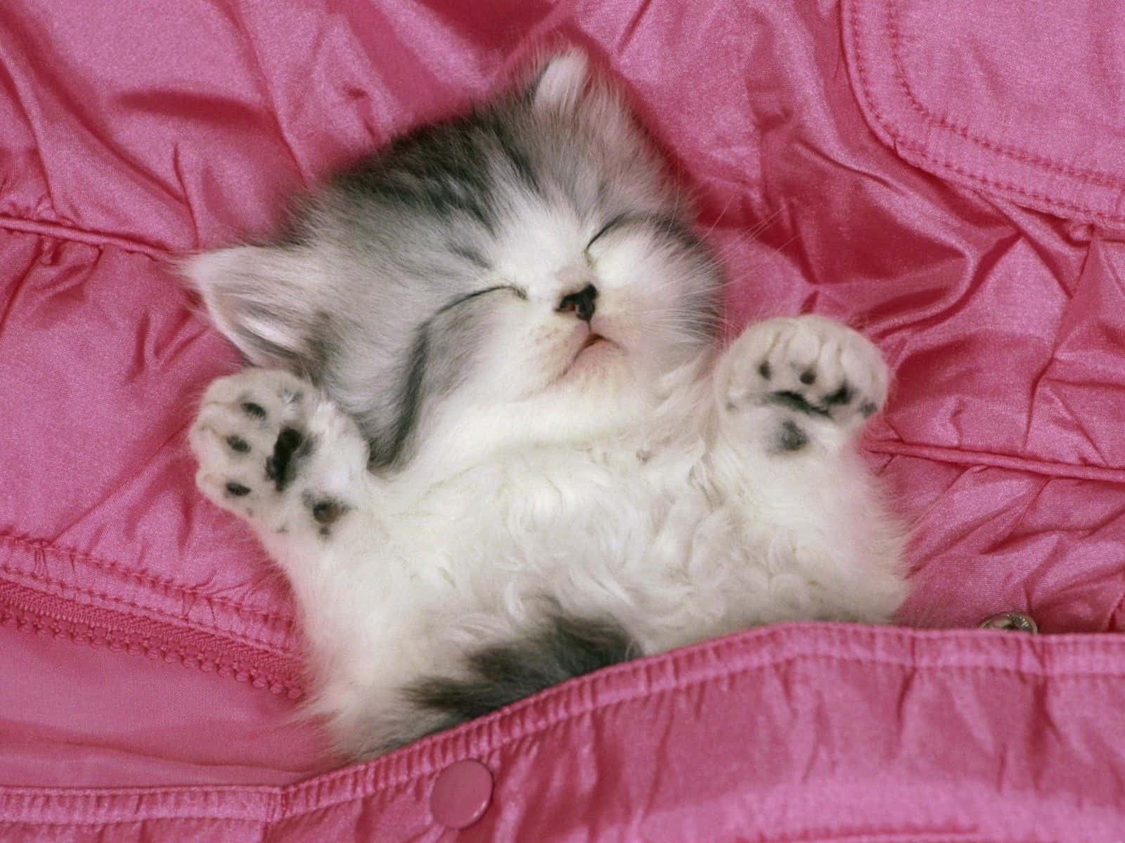 A Kitten Sleeping In A Pink Bag