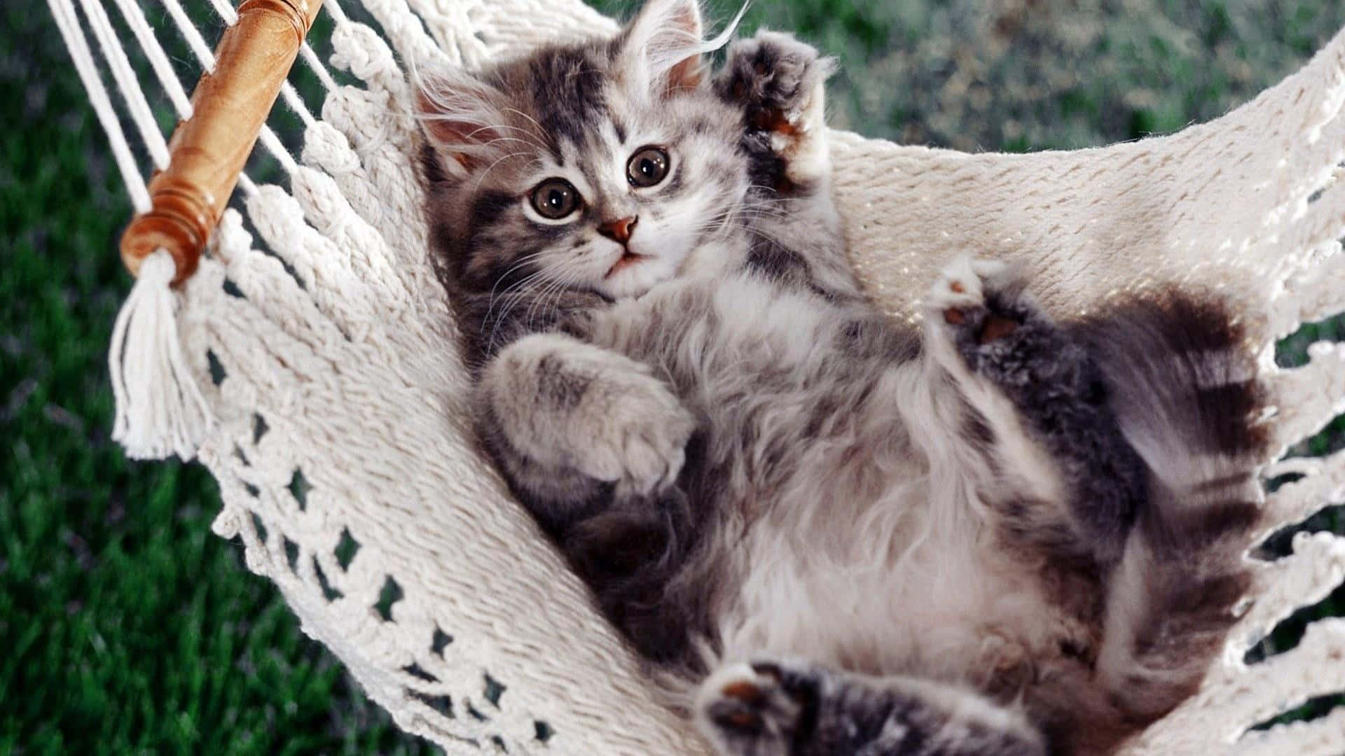 "Cute Little Kitty Cat"