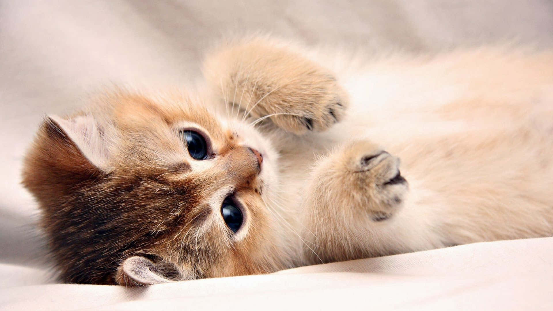 A Kitten Laying On A White Sheet