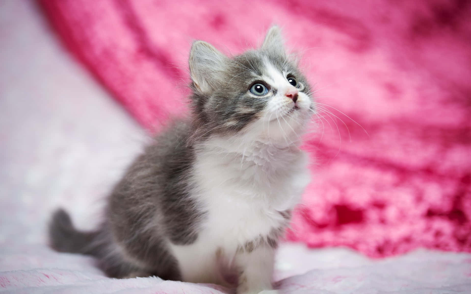 A Small Grey And White Kitten Sitting On A Pink Blanket