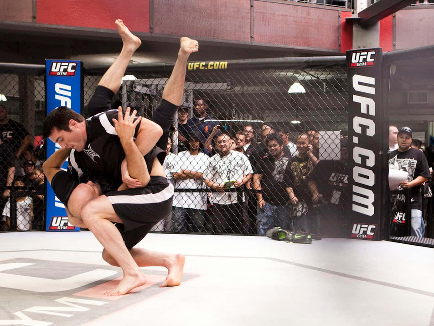 Knocking Down The Opponent By Chael Sonnen Wallpaper