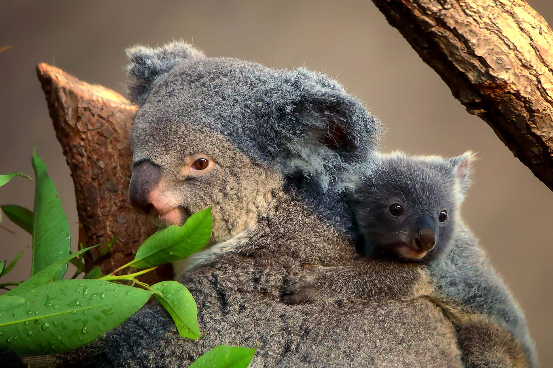 Enbedårande Koala Som Sitter Bland Grönskan.