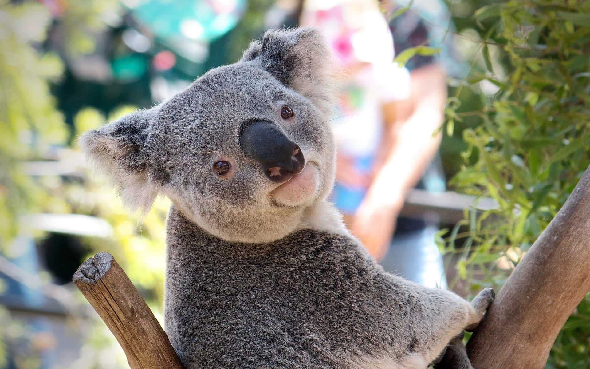 Ensøvnig Koala Bjørn Putter Sig I Et Træ.