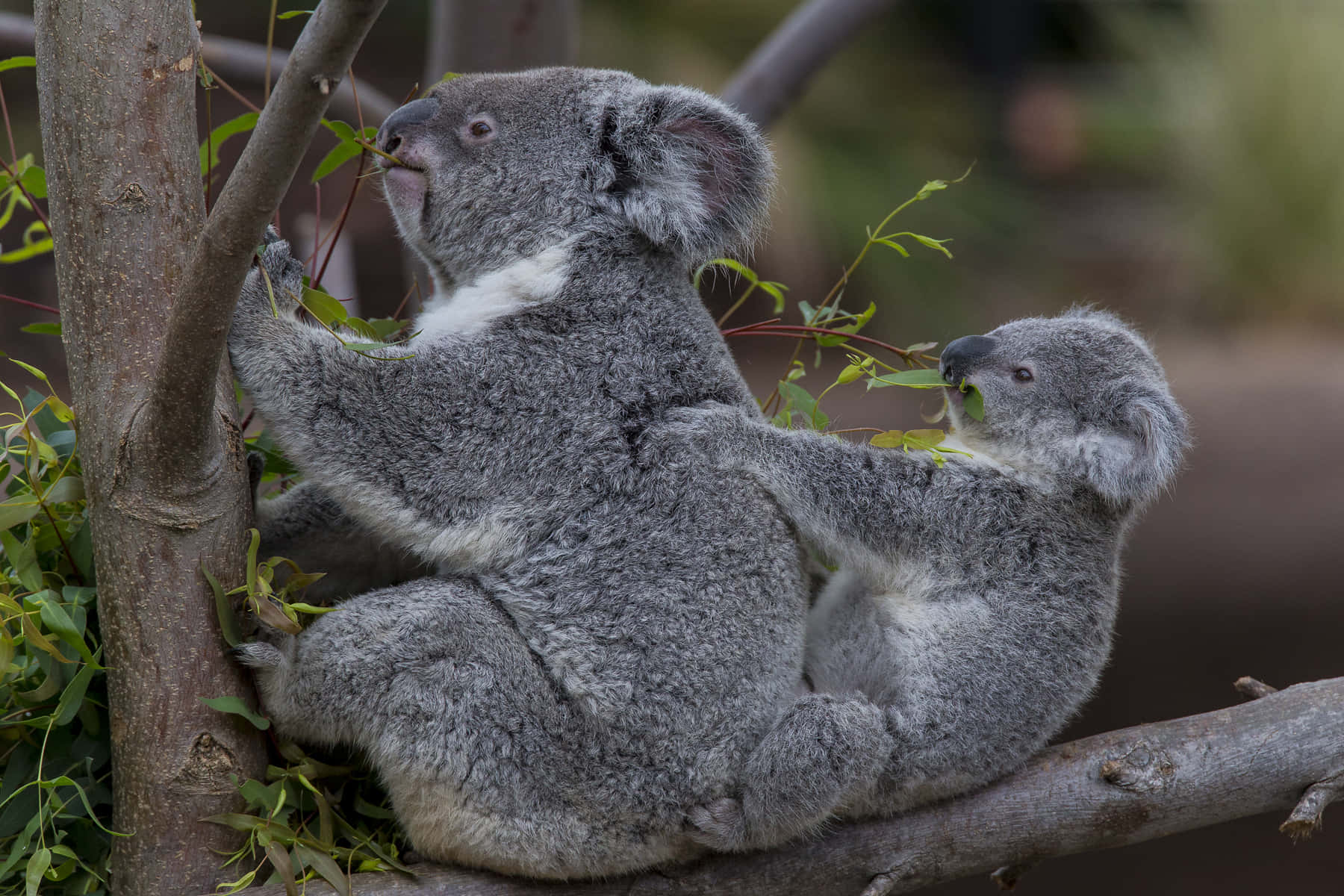 "Kissed by Sunshine – A Koala Enjoys the Outdoors"