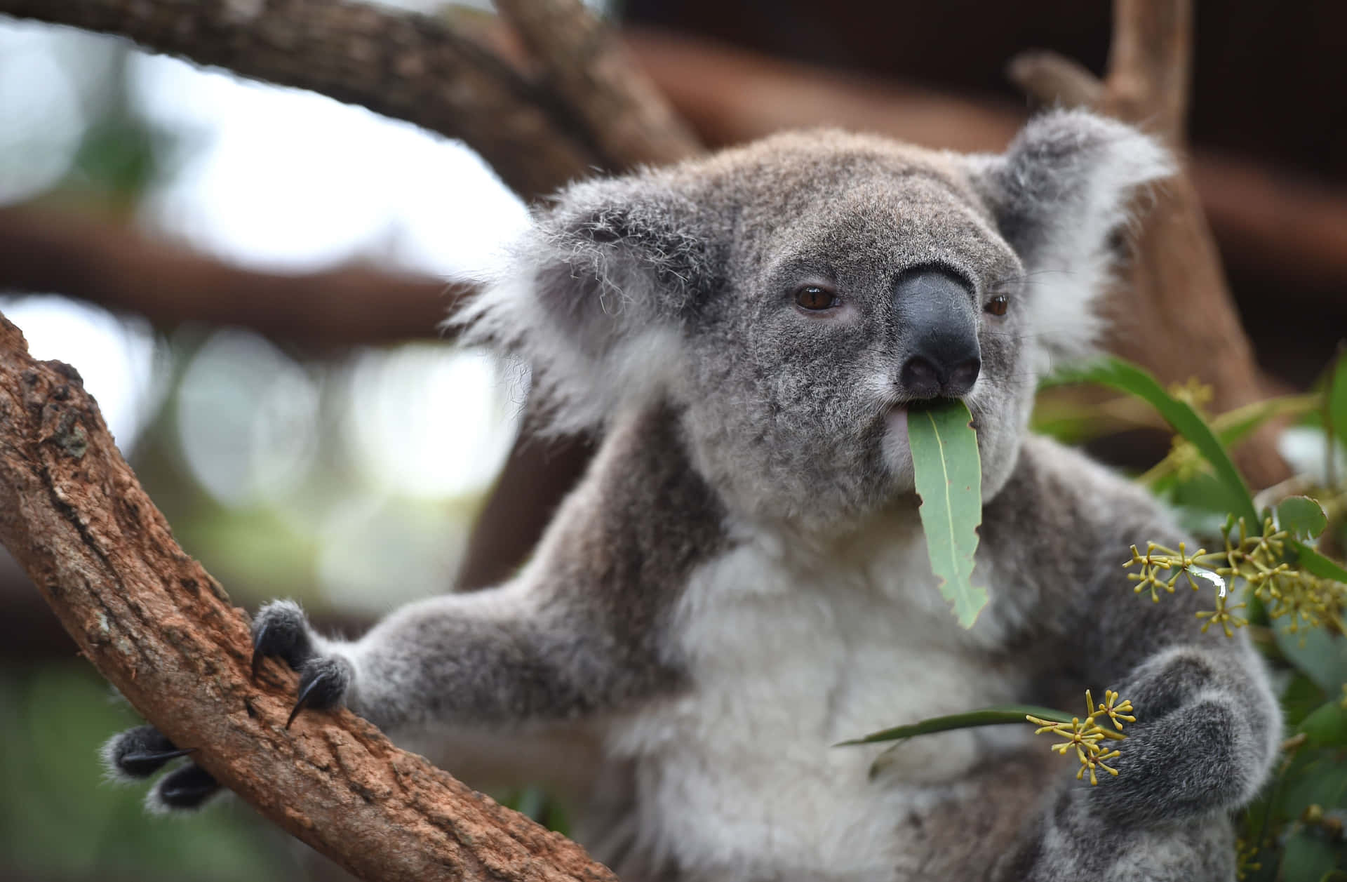 Etnærbillede Af En Koalabjørn, Puttet Op Ad Et Trægrene