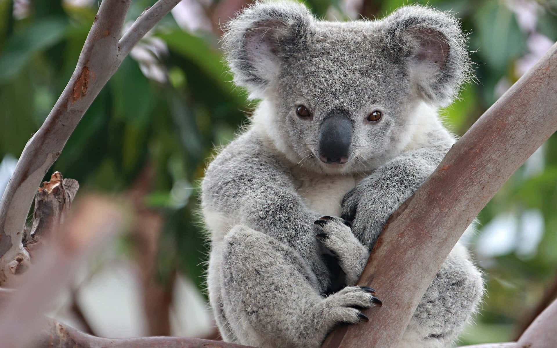 Ennysgerrig Koala Blandt Eukalyptusblade I En Australsk Eukalyptusskov.