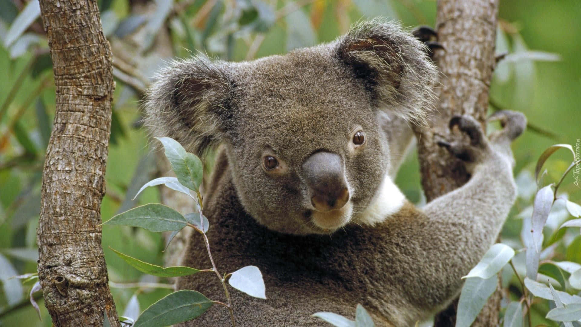 Komog Udforsk Skønheden I Australiens Naturliv.